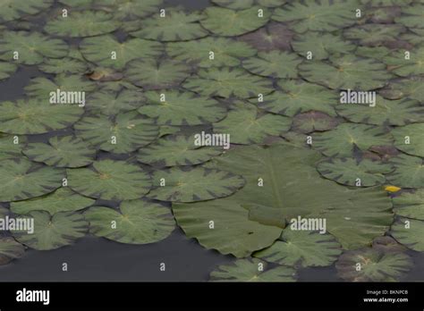 plant.sloot sex|'plant sloot' Search .